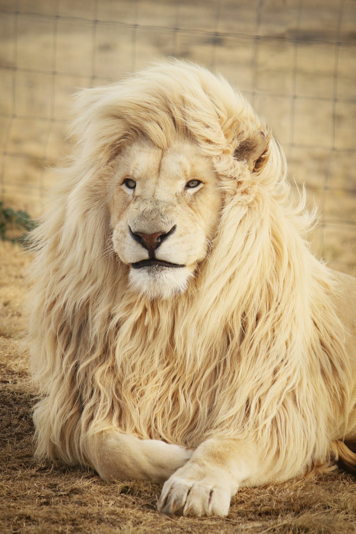 Anant Ambani's Vantara (Jamnagar Zoo & Wildlife Sanctuary): Animal Conservation, World-Class Facilities & Vision
